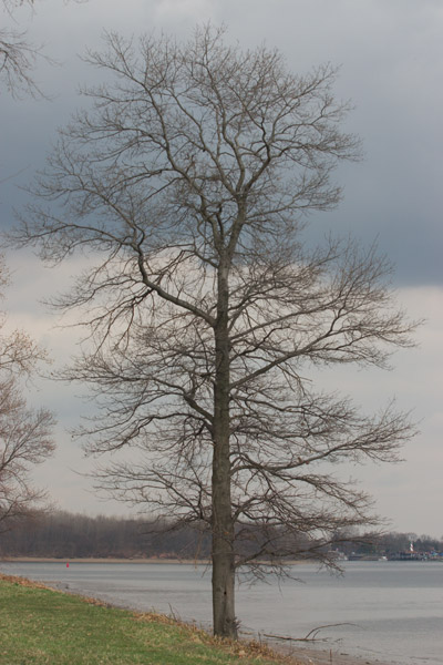 A barren tree on the bank of the Delaware