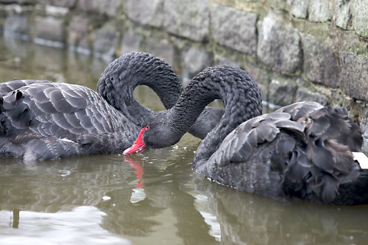 [ Two black swans, or a pretzel? ]