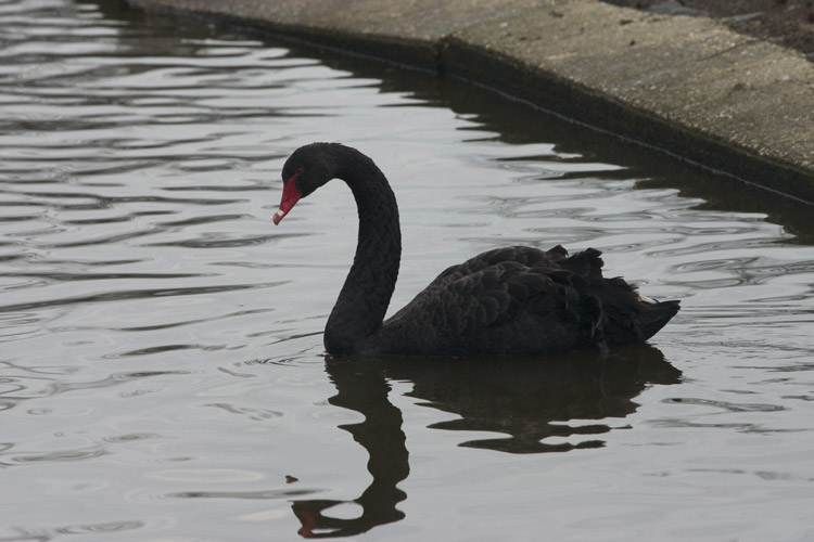 [ One swan almost silhouetted ]