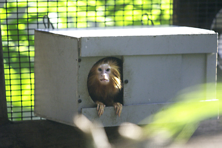 This monkey is none too pleased to be photographed