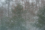 [ Snow!  In New Jersey! ]