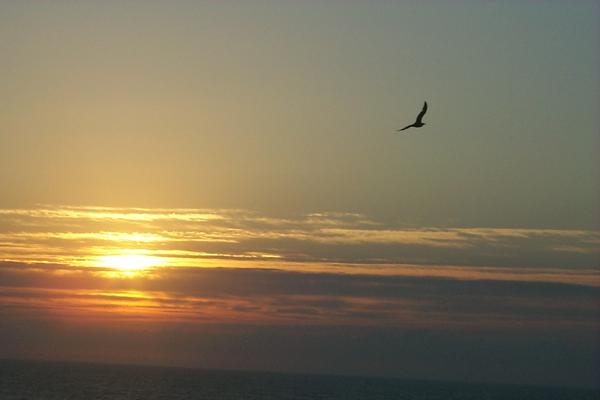 Sunrise, with bird
