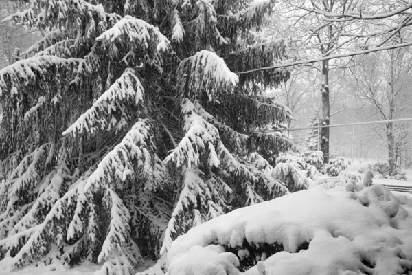 Big snow covered pine tree