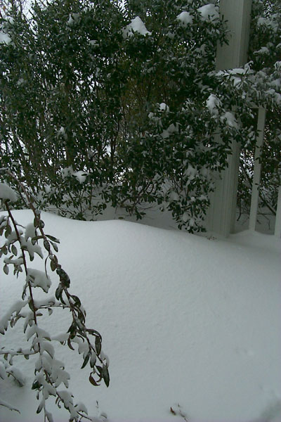 Snow didn't stay on the bushes long, but the wind brought it to the porch