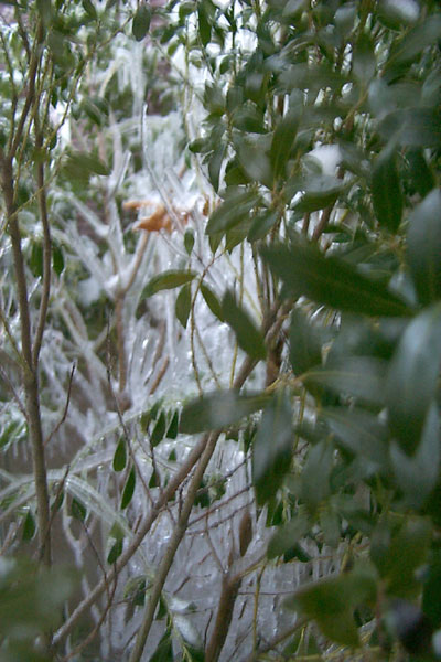 Ice on the bushes